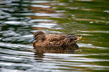 Weibliche Stockente (Anas platyrhynchos) schwimmt auf einem Gewässer