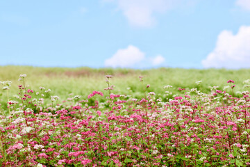 そばの花が咲く丘　白とピンクのそばの花　青空と白いそばの花の美しいコントラストが印象的な風景