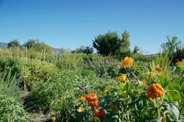 Vibrant Summer Garden with Orange Flowers and Green Foliage