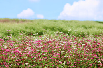 そばの花が咲く丘　白とピンクのそばの花　青空と白いそばの花の美しいコントラストが印象的な風景