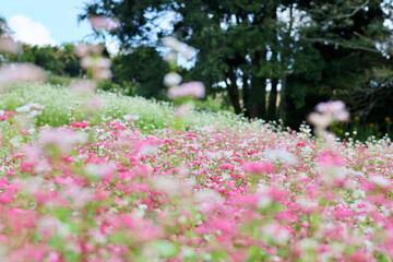 そばの花が咲く丘　白とピンクのそばの花　青空と白いそばの花の美しいコントラストが印象的な風景