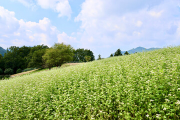 そばの花が咲く丘　白とピンクのそばの花　青空と白いそばの花の美しいコントラストが印象的な風景