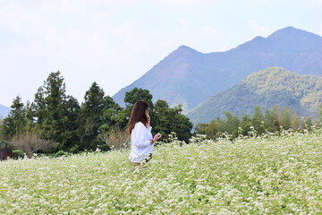 白とピンクのそばの花の丘を散歩する女性　満開のそばの花　青空と白いそばの花の美しいコントラストが印象的な風景