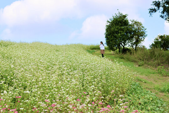 白とピンクのそばの花の丘を散歩する女性　満開のそばの花　青空と白いそばの花の美しいコントラストが印象的な風景