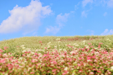 そばの花が咲く丘　白とピンクのそばの花　青空と白いそばの花の美しいコントラストが印象的な風景
