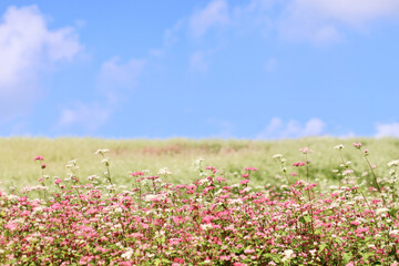 そばの花が咲く丘　白とピンクのそばの花　青空と白いそばの花の美しいコントラストが印象的な風景