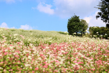 そばの花が咲く丘　白とピンクのそばの花　青空と白いそばの花の美しいコントラストが印象的な風景