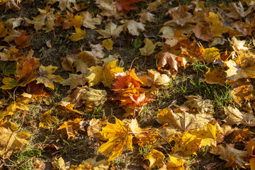  Autumn yellow-gold background of fallen leaves . High quality photo