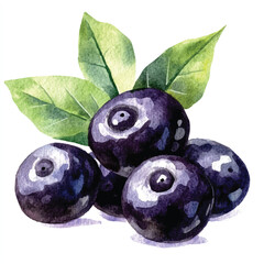 Acai berry fruit watercolor clipart illustration