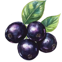 Acai berry fruit watercolor clipart illustration