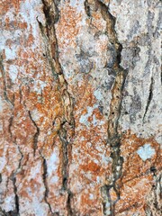 Close-up of tree bark texture background showcasing natural wood patterns