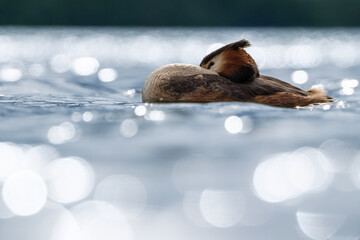 schlafender Haubentaucher im Gegenlicht