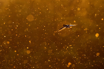 Rotschenkel im Gegenlicht fliegend durch einen Insektenschwarm