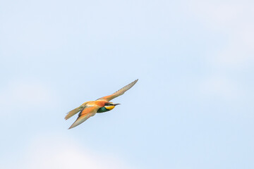 Bienenfresser im Flug