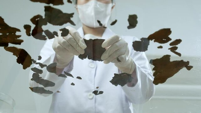This video template is perfect for modern scientific investigations when a scientist breaks off parts of dry herbs on a transparent glass table since it has a bottom-up viewpoint.