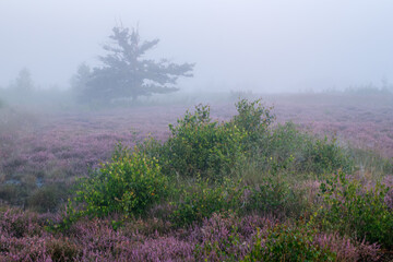 Eiche in Heidelandschaft bei Morgennebel 
