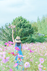 江ヶ崎コスモス畑に咲くコスモスの花
