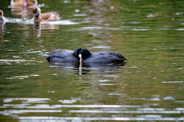 Blässhühner (Fulica atra) kuscheln auf dem Wasser