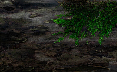 moss growing on the tree trunk