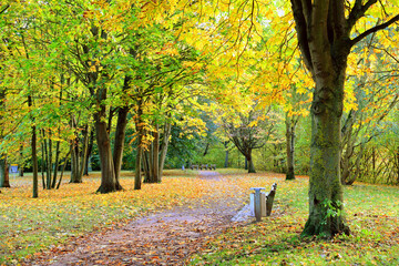 Naklejka premium Autumn landscape background. Fall park with benches.
