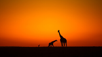 giraffe at sunset