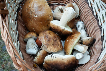 Edible Wild Mushrooms in Basket – Freshly Foraged Porcini and Forest Fungi