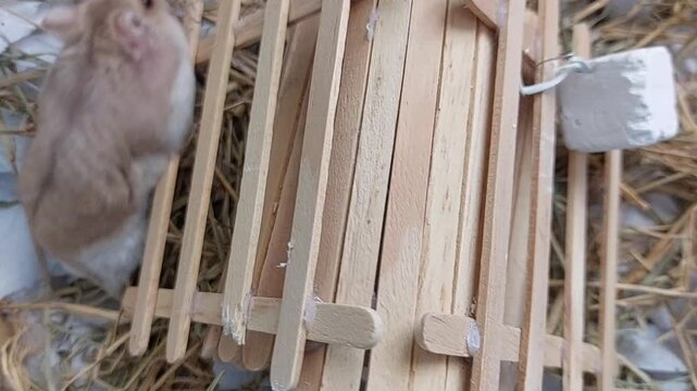 Beautiful hamster on te cage 