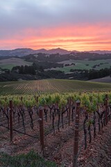 Fototapeta premium A serene view of a vineyard at sunset, with rich colors illuminating the sky and lush green hills in the background.