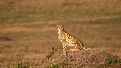 Cheetah in the savannah