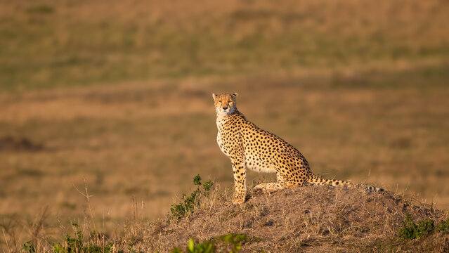 Cheetah in the savannah