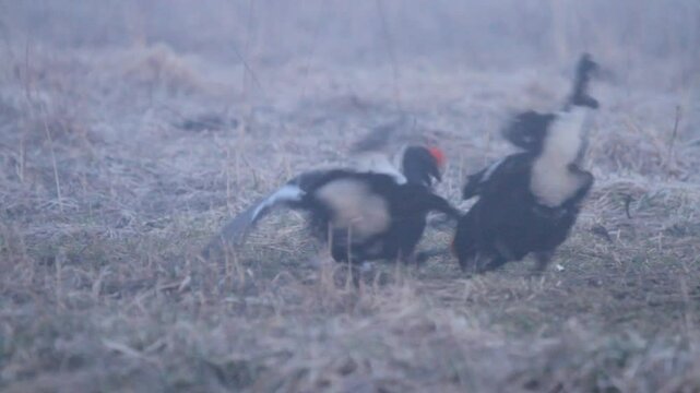 Two black grouse (Lyrurus tetrix) males fighting