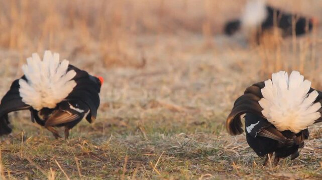 Two black grouse (Lyrurus tetrix) males fighting