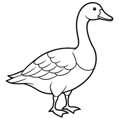 Gander