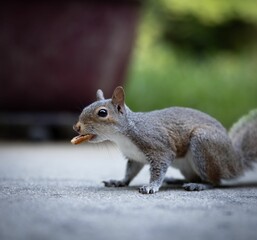 Close-up of a squirrel holding a pecan in its mouth on a concrete surface with a blurred background