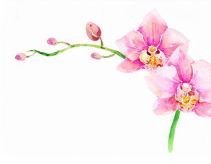 Fototapeta premium Botanical Pink Orchid Flower Closeup Illustration