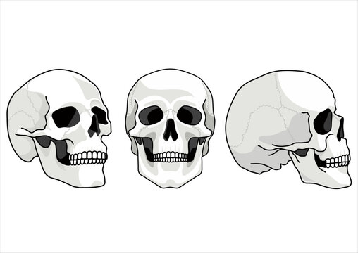 Skulls views. Human skull sides. Humans skulls sketch, smiling mouth death bone. Horror spooky skull front and side view illustrations isolated on background. Skeleton tattoo anatomical face drawings
