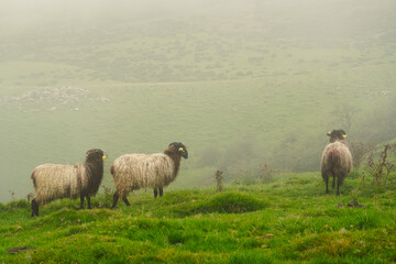 A few kilometers from Orbaizeta (Navarra, Spain), is the Azpegui mountain pass. In these places you can see abundant cattle grazing peacefully.