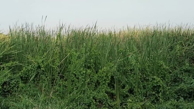 Cogongrass is a plant. It is highly flammable, even when still apparently green, particularly in tropical climates.