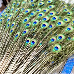 Obraz premium A vibrant arrangement of peacock feathers showcasing stunning shades of blue and green.