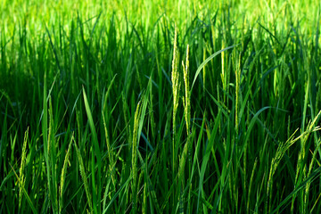 Rice fields, green rice plants and rice panicles