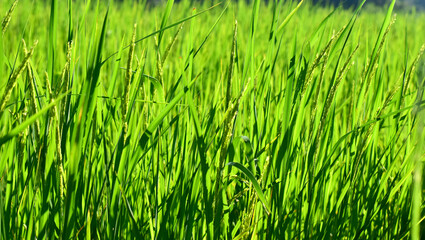 Rice fields, green rice plants and rice panicles