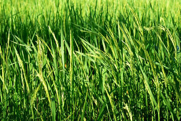 Rice fields, green rice plants and rice panicles