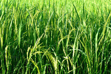 Rice fields, green rice plants and rice panicles