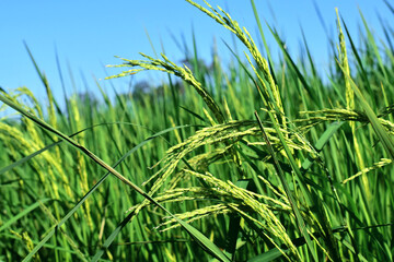 Rice fields, green rice plants and rice panicles