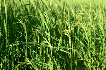 Rice fields, green rice plants and rice panicles