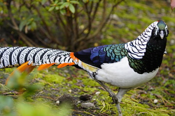 Lady Amherst's pheasant (Chrysolophus amherstiae) is a bird of the order Galliformes and the family Phasianidae. Vogelpark Walsrode, Germany.