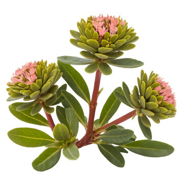 Rhodiola rosea). 4000 x 4000 PNG 