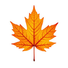 Fototapeta premium Vibrant Orange Maple Leaf Isolated on a Clean Background