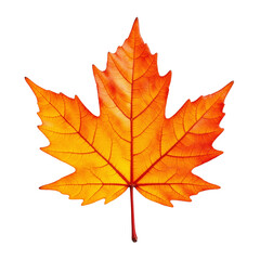 Obraz premium Vibrant Orange Maple Leaf