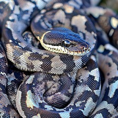 Obraz premium A beautiful close-up of a coiled python, showcasing its intricate scales and vibrant patterns in natural light.
